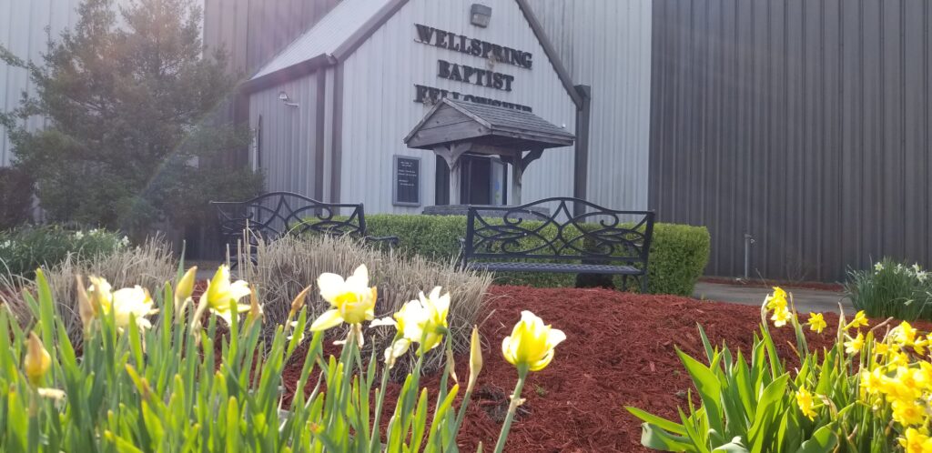 yellow tulips outside the front entrance to Wellspring